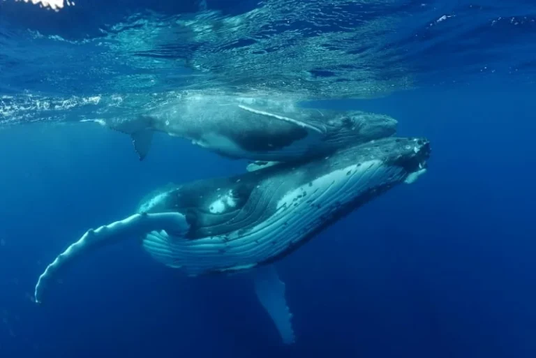 Baleine